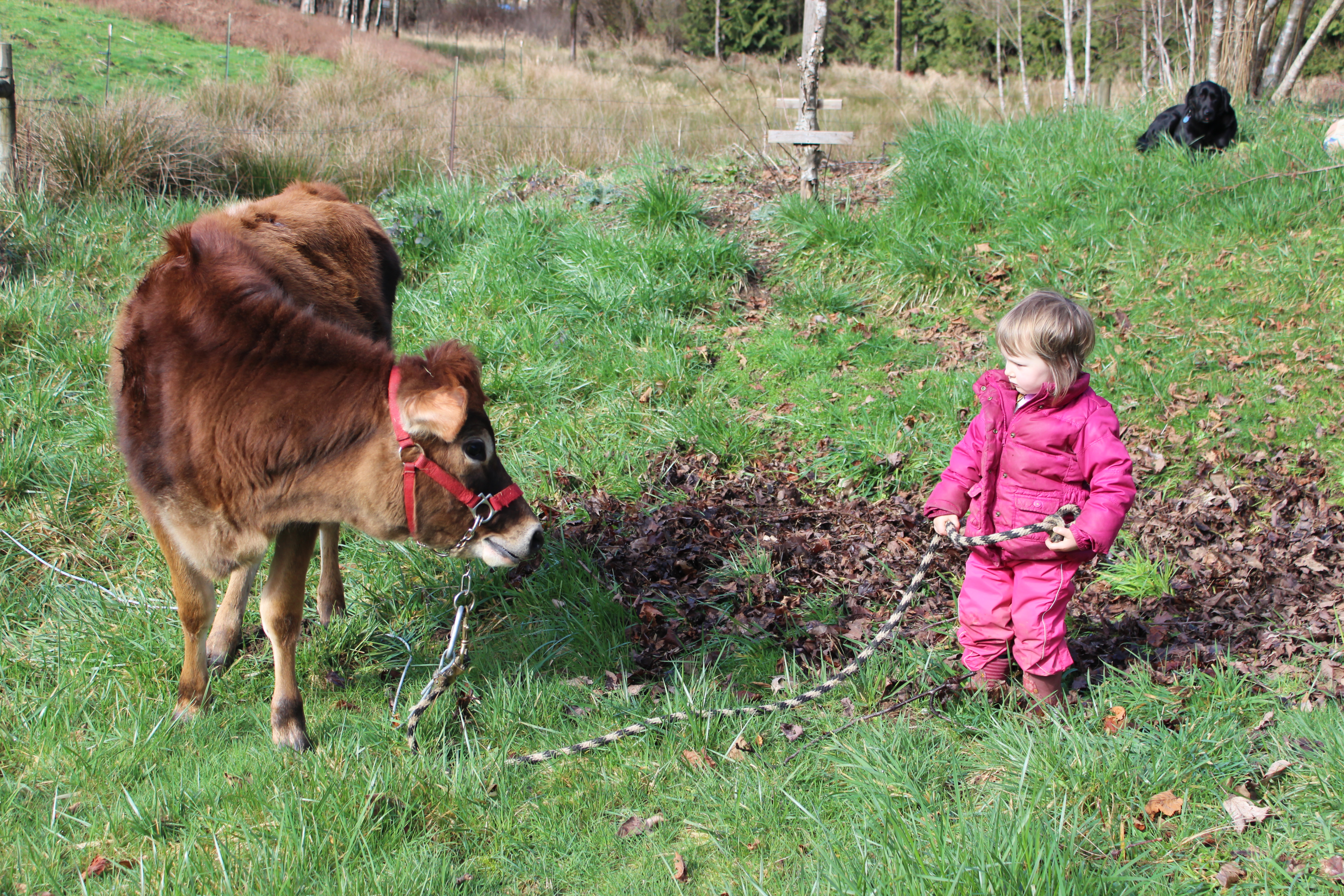 Small girl holds the lead rope on a young dairy cow