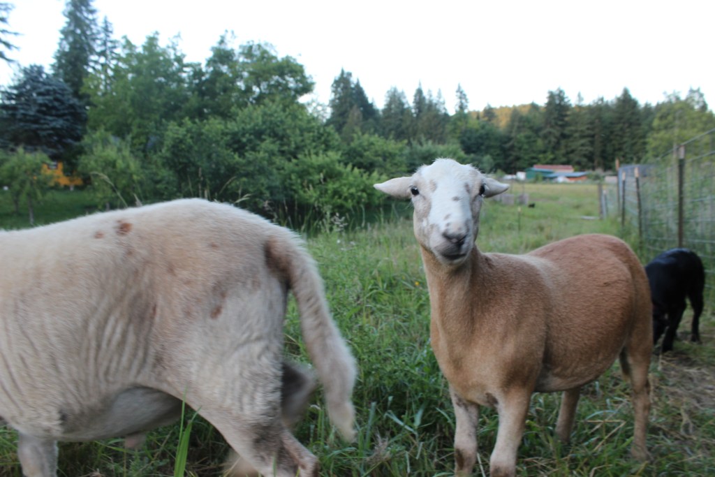 Whole Lamb Processed Deposit