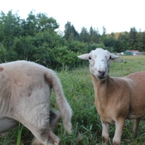 Whole Lamb Processed Deposit