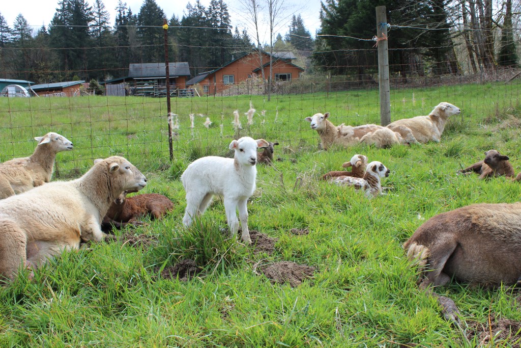 Lamb