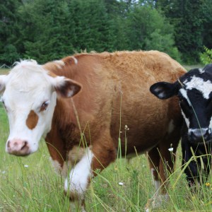 Beef Deposit Quarter