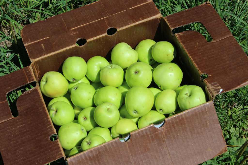 Transparent Apples